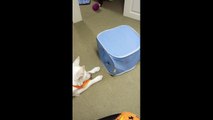 Dog and kitten play hide and seek