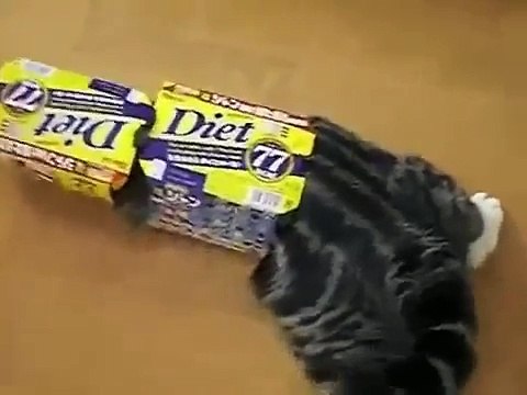 재미 있은 고양이는 상자와 함께 재생됩니다! 재미!