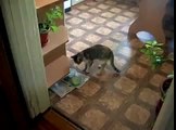 Funny cat drôle sans une cuillère!