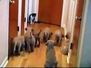 Chien contre chat sait qui va gagner