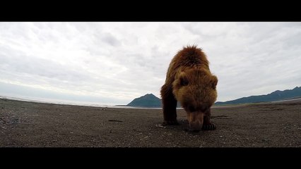GoPro: Grizzly Bear Slap