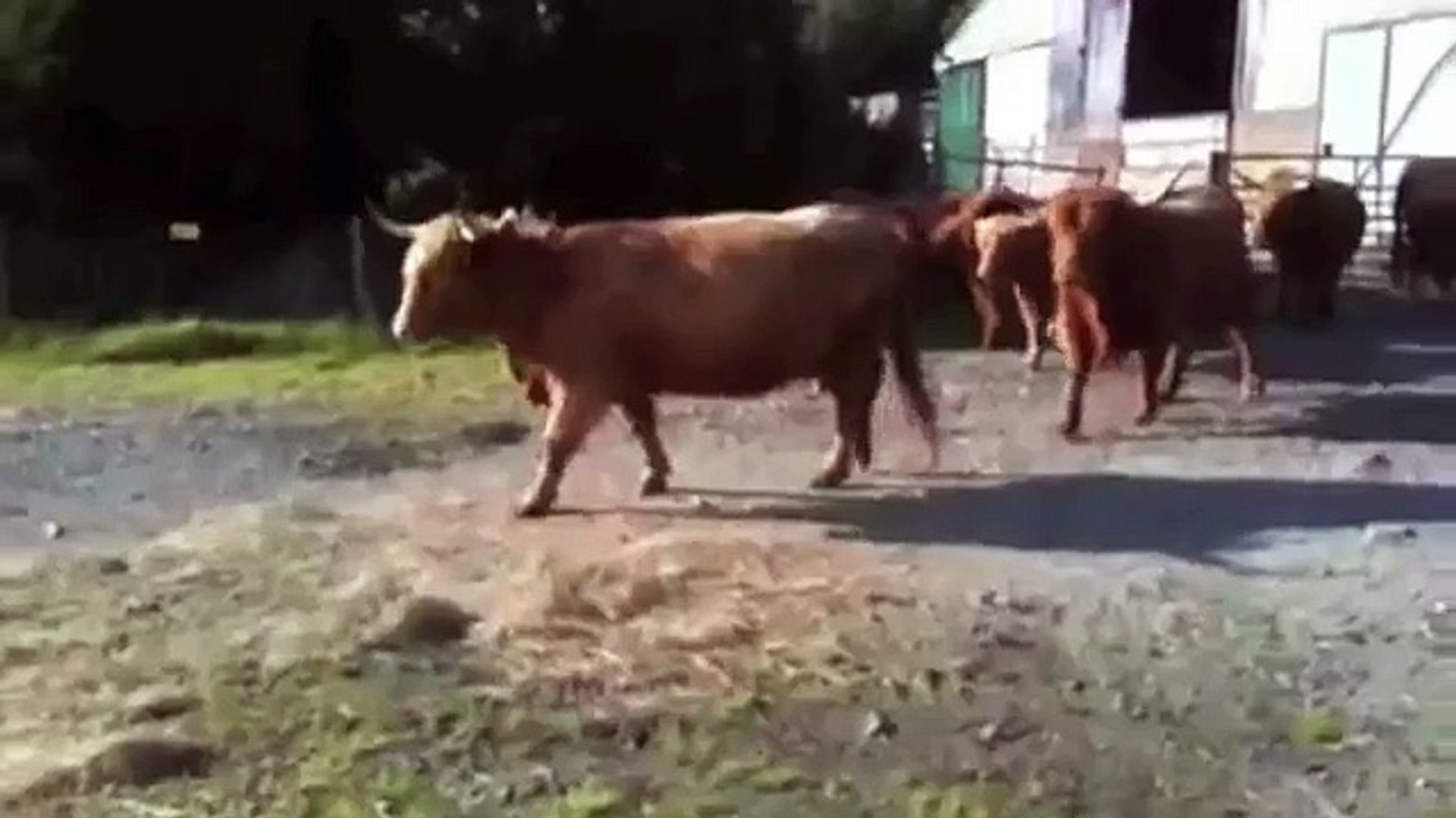 ⁣Autotuned Cows