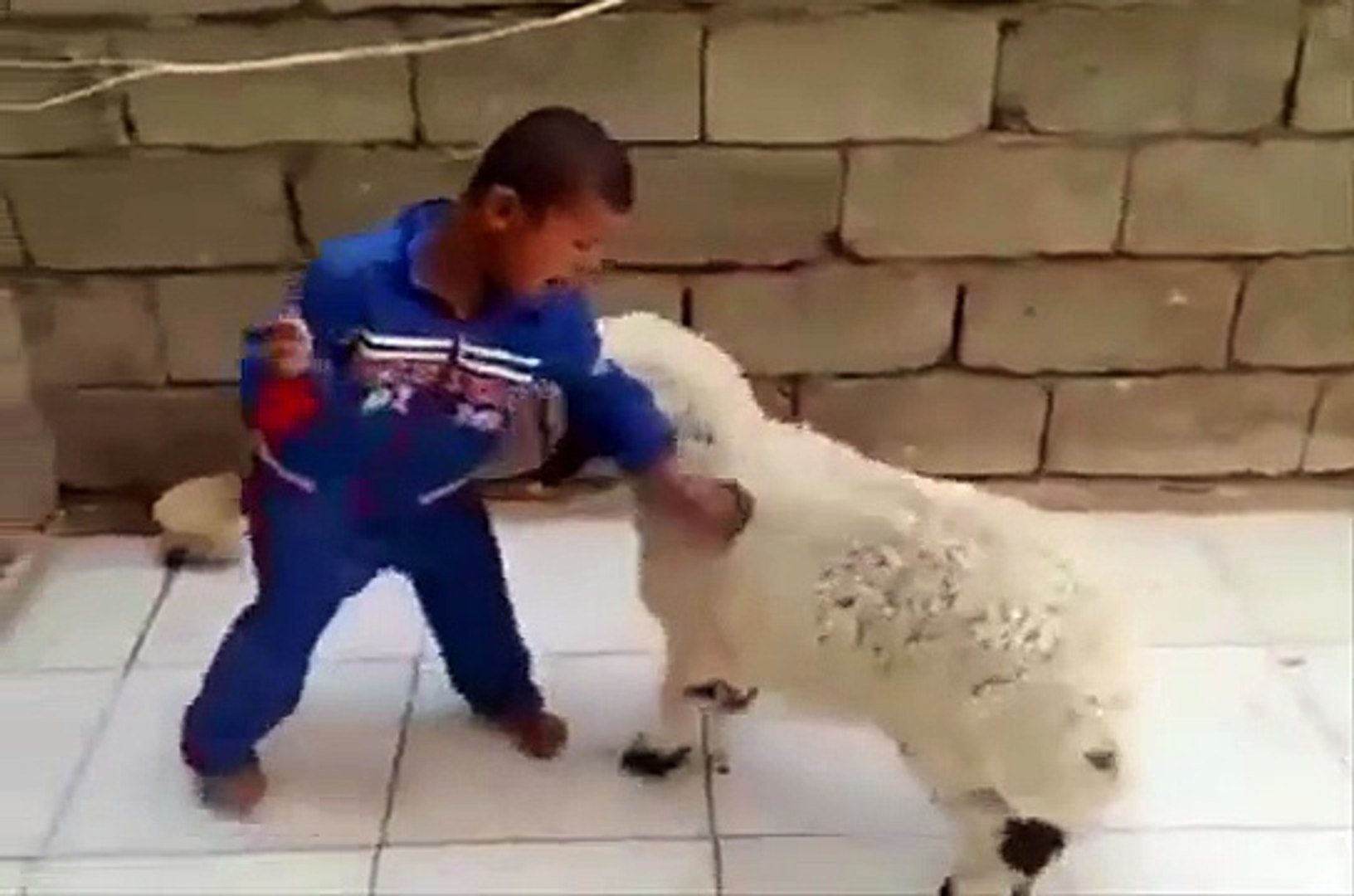 Funny Sheep Videos | Funny Sheep Best Compilation | Crazy Sheep Video. -  Dailymotion Video