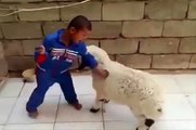 Funny Sheep Videos | Funny Sheep Best Compilation | Crazy Sheep Video.