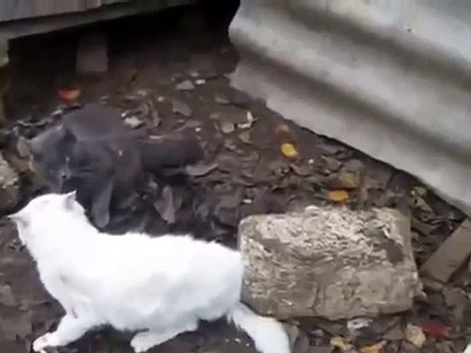 These cat-fights of the fun!