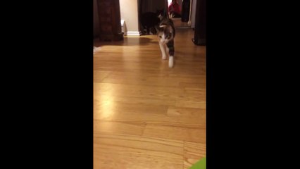 Cat Steals Singing Card