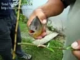 funny clips video playitpk (7)