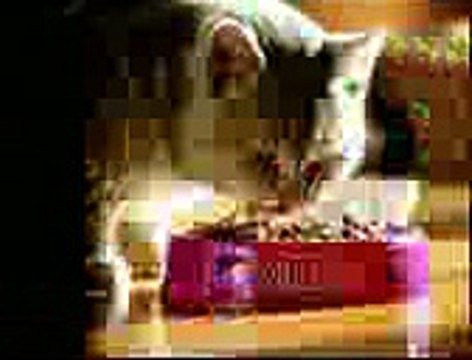 funny clips video playitpk (23)