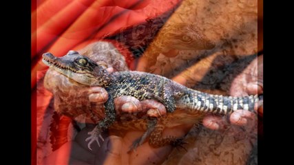 Les animaux du Cambodge et ses alentours