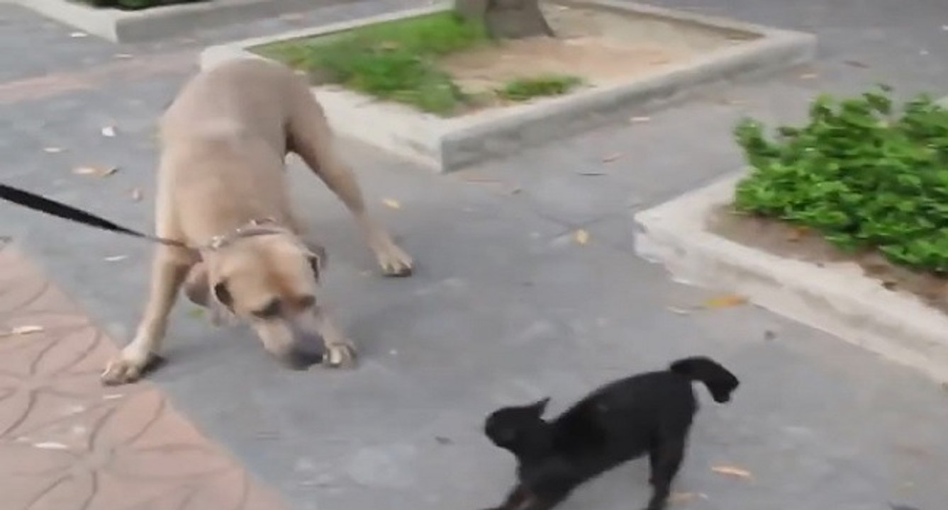 La formidable réaction d'une mère pour sauver son chaton