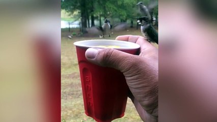 El secreto para que los colibríes vengan a tu mano