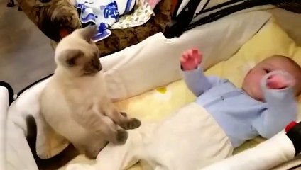 Cat is in trouble Calming Down Baby Boy Funny Cat Videos 2015