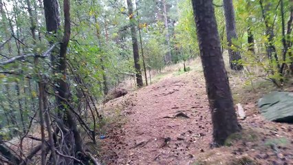 Walking in the woods [CC] (October 8th, 2015 - 12:18 PM)