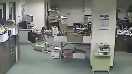 Dog Detecting Nepal Earthquake Before It Happens - Bihar on 12 May 2015