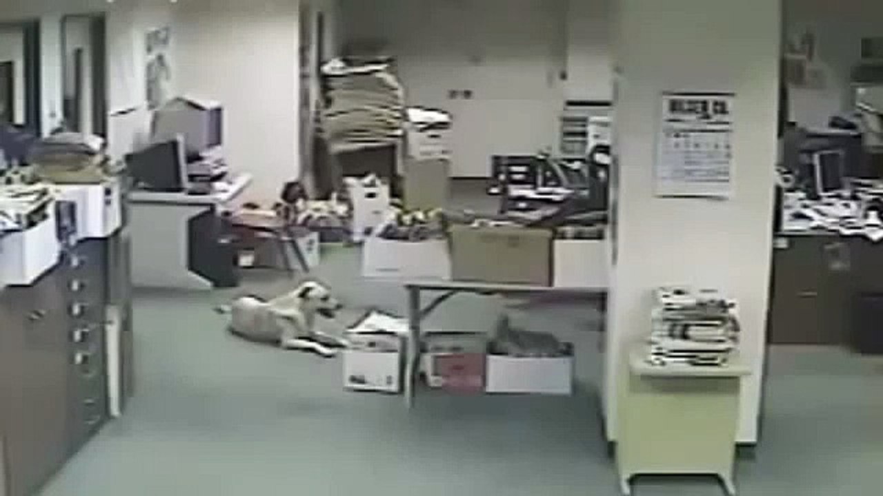 Dog Detecting Nepal Earthquake Before It Happens - Bihar on 12 May 2015