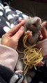 Ce rat adore les spaghettis !