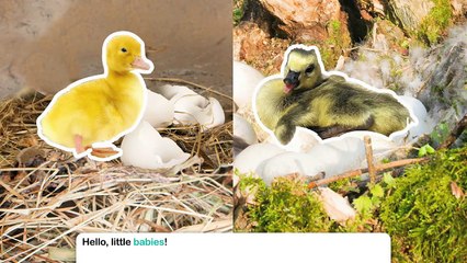 Quack! Honk! Learn all about Ducks and Geese in this educational video.