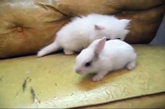 Yavru kedi Vs Beyaz tavşan beyaz ! Çok Komik bir video!