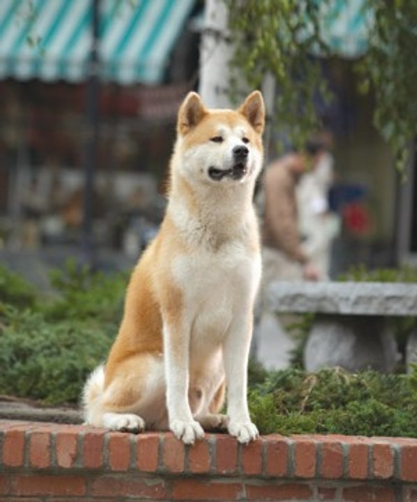HACHI true story about a japanese dog Hachiko правдивая история о