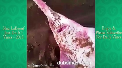 Shia LaBeouf Just Do It Vine Compilation | #DoIt #JustDoIt Motivational Vines Do It | ( Pa