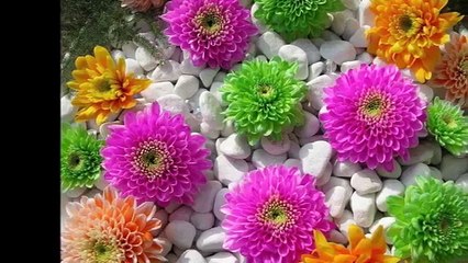 AYLİN ŞENGÜN TAŞÇI HÜSNÜNE GÜVENME