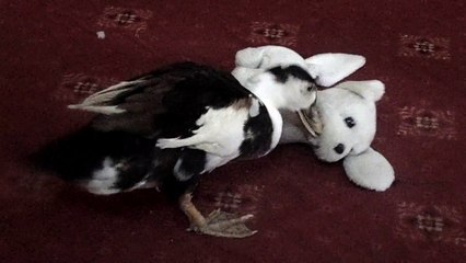 A Duck Playing With A Stuff Toy A Dog