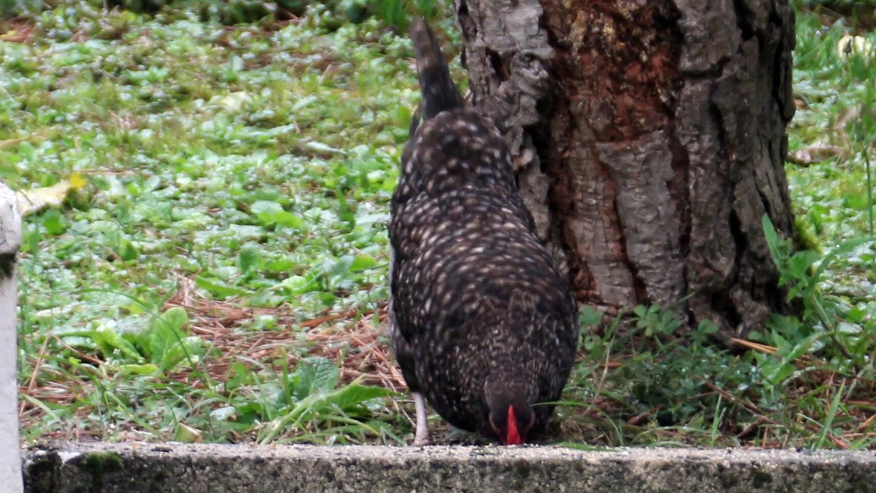 Poulette