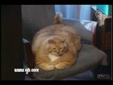 Dünyanın En Şişko Kedisi
