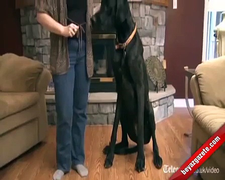 Dünyanı En Büyük Köpeği