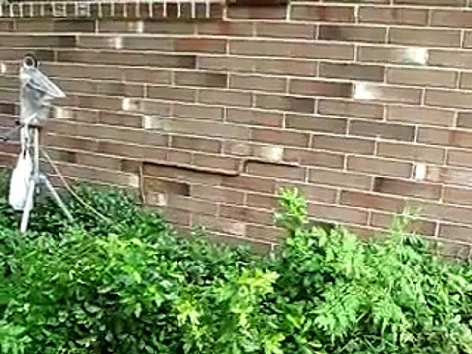 Düz duvara tırmanan yılan