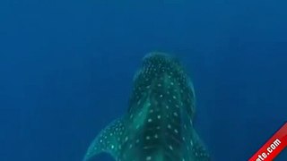 Dünyanın En Büyük Balığı