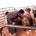 Man and goat fight amazing video