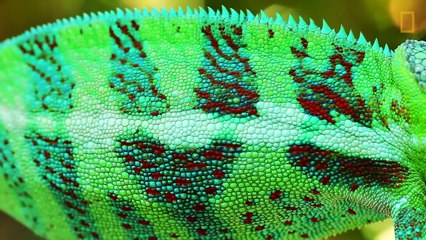 Beautiful Footage: Chameleons Are Amazing