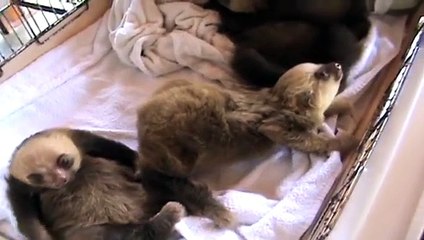 En Komik Bebek Sloth Video Ever!!!