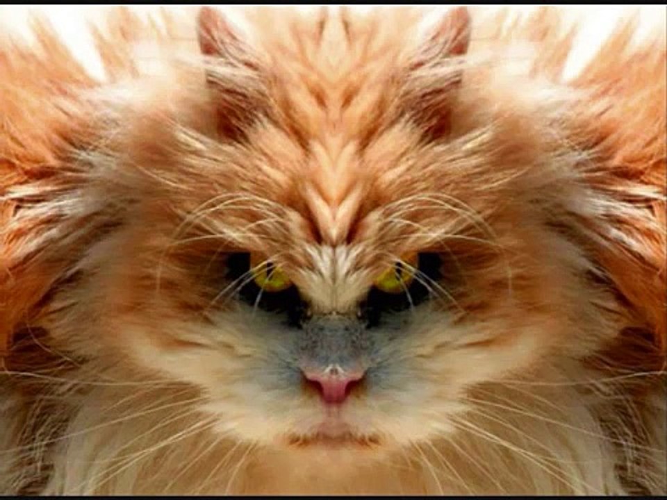 En komik ve sevimli kedi videoları derleme 2014