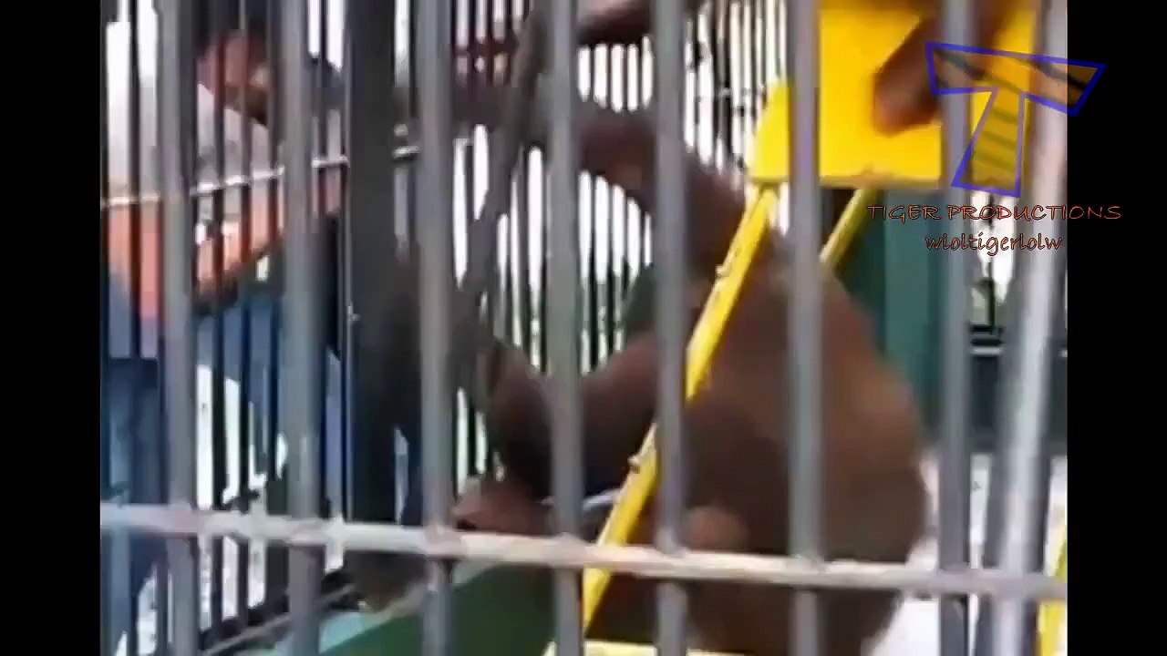 Hayvanları çok sinir bozucu hayvan derleme Komik olabilir