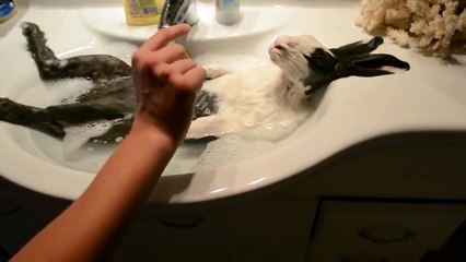 Tavşan duş alıyor VİDEO