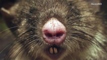 This pig-nosed rat with fangs won't win any beauty contests