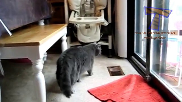 Komik Videolar , Hayvan videoları