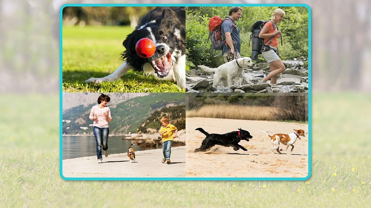 All About Dogs