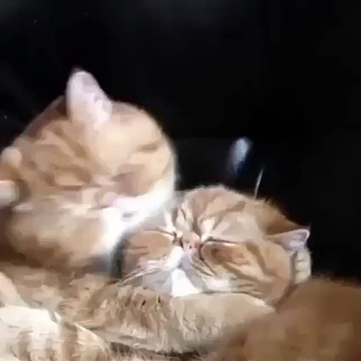 My first kiss be like - ViralVideos