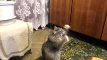 Dancing cat  Танцующий кот