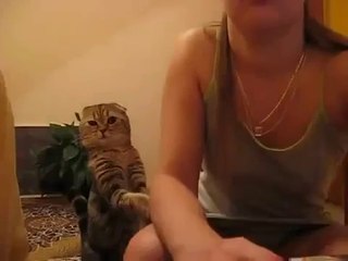 Download Video: Friendly Cat Asks To Rub Him - Funny !  - Кот Просит Погладить Его - Прикол !