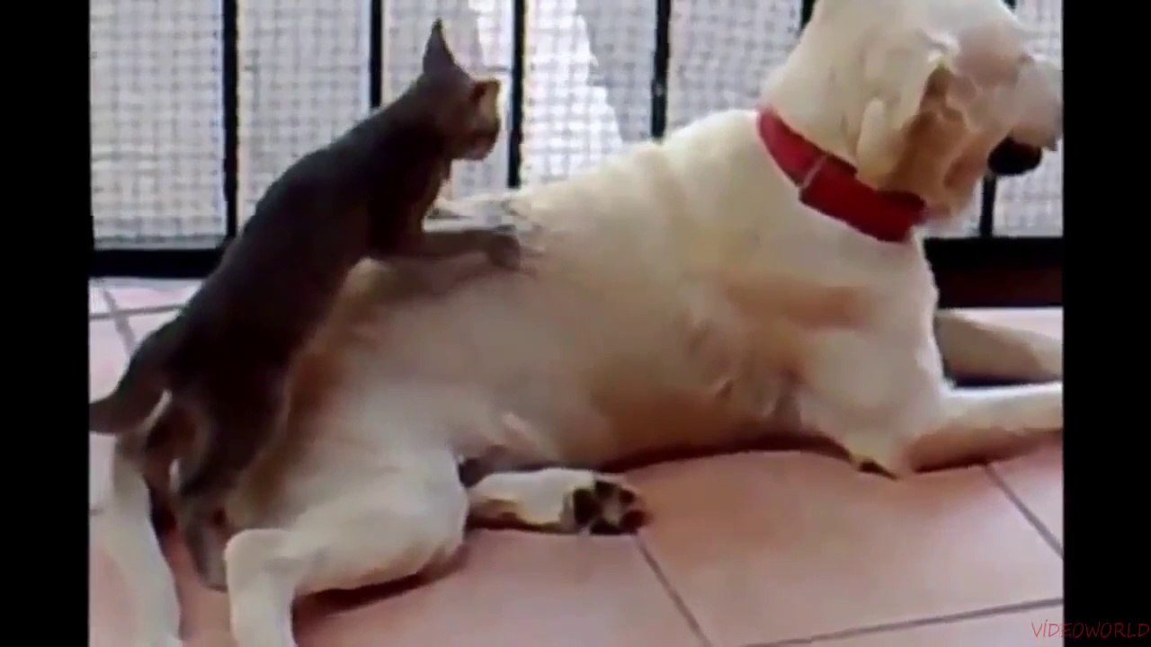 funny accident videos смешные видео аварии 搞笑意外视频 अजीब दुर्घटना वीडियो 面白い事故動画  videos divertidos accidentes  lustigen Unfall Videos أشرطة الفيديو حادث مضحك vidéos drôles d'accidents #11