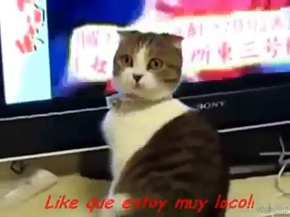 Funny Animals lustige Tiere drôles d'animaux 搞笑动物 حيوانات مضحكة komik hayvanlar विचित्र जानवरAnimali divertenti おかしい動物 Забавные животные #1