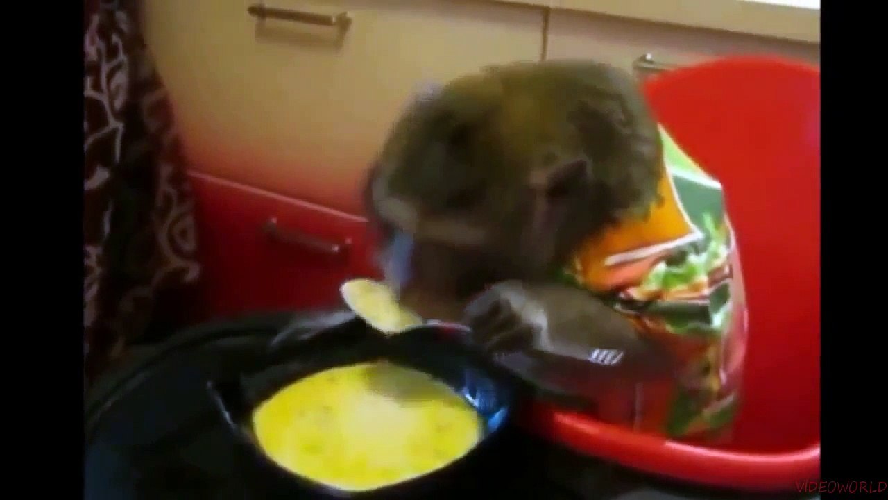 Funny Animals lustige Tiere drôles d'animaux 搞笑动物 حيوانات مضحكة komik hayvanlar विचित्र जानवरAnimali divertenti おかしい動物 Забавные животные #2