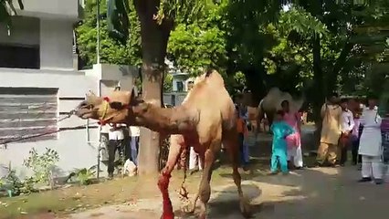 VID-20150925-WA0003.mp4