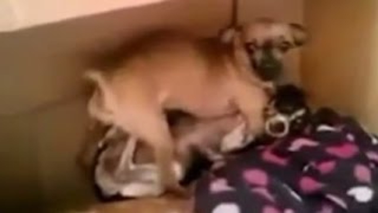 【Vine】交尾を覗かれた犬がガチギレ！！Twitterで話題のおもしろ動画まとめ