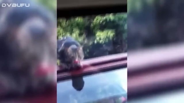 LOS ANIMALES MÁS TORPES (2015) | Fails y Vídeos de Risa de Animales Graciosos