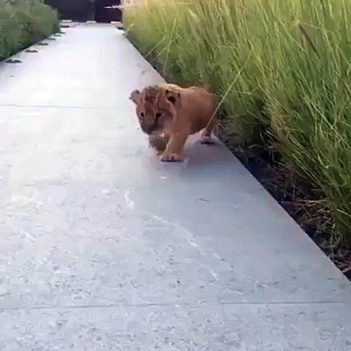 the littlest roar
